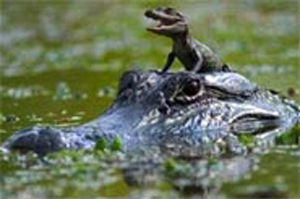 Private Airboat Tours - Everglades Miami Florida - 1 888 893 4443