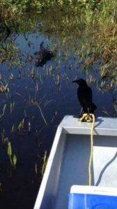 BIRDS ON AIRBOAT