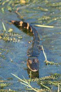 Baby Alligator at Airboat in Everglades