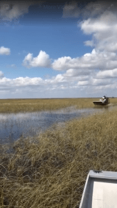 airboat tour