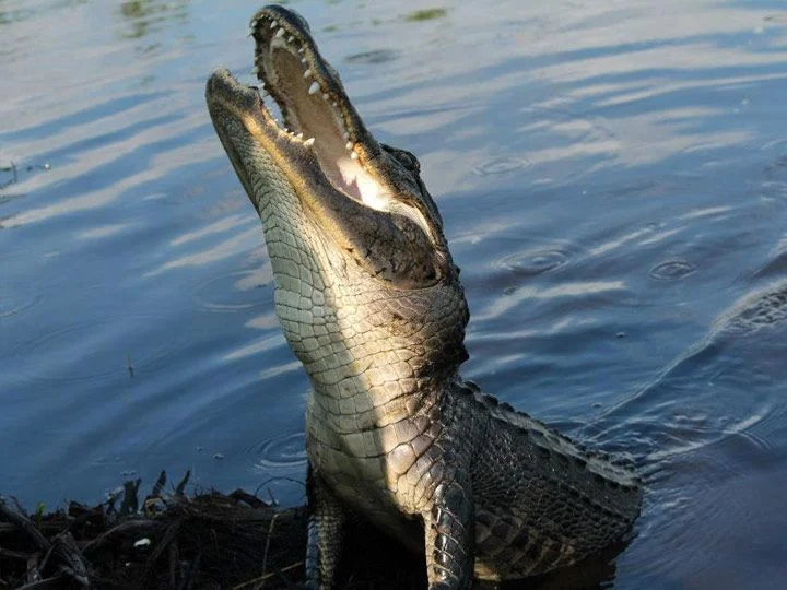 Everglades Alligator