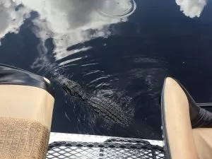 everglades airboat tours