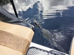 everglades boat tours