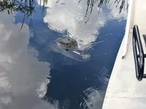 everglades boat tours