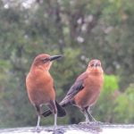 High Quality Everglades Images