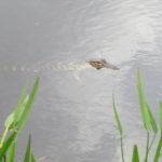 High Quality Everglades Images
