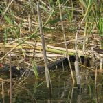 High Quality Everglades Images