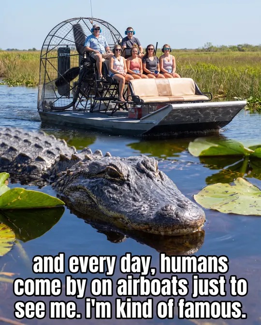 Airboat tour group passing an alligator in the Miami Everglades