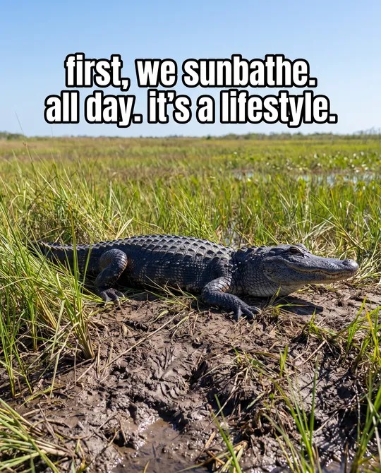 Everglades alligator sunbathing on the bank of the River of Grass