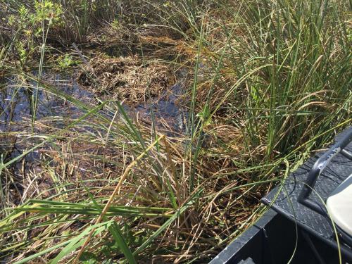 AIRBOATINEVERGLADES10