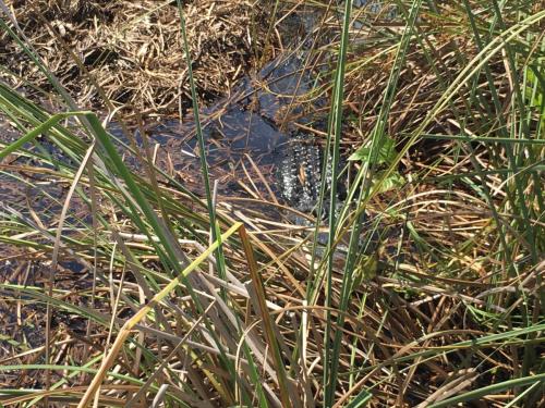 AIRBOATINEVERGLADES11