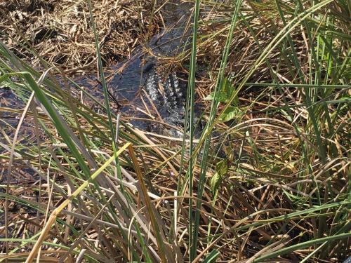 AIRBOATINEVERGLADES12