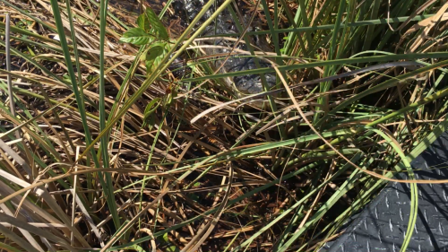 AIRBOATINEVERGLADES13