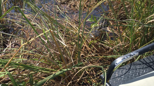 AIRBOATINEVERGLADES14