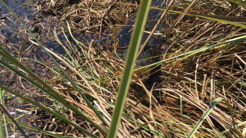 AIRBOATINEVERGLADES15