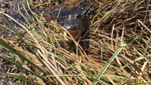 AIRBOATINEVERGLADES16