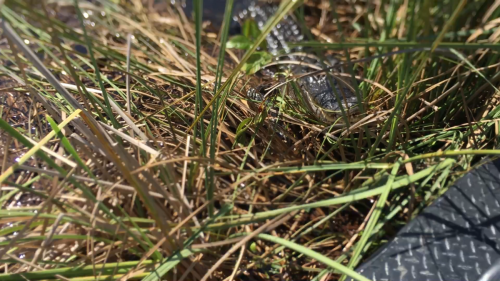 AIRBOATINEVERGLADES17