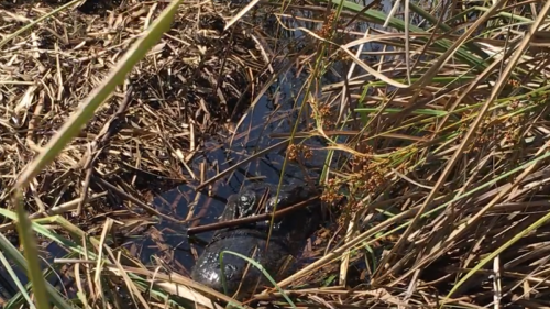 AIRBOATINEVERGLADES18