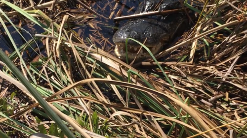 AIRBOATINEVERGLADES19