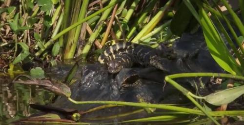 Everglades Alligator