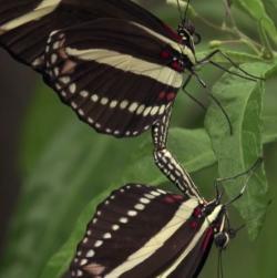 Everglades butterfly