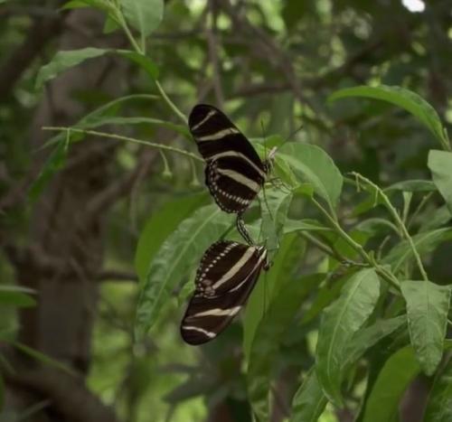 Everglades butterfly 2