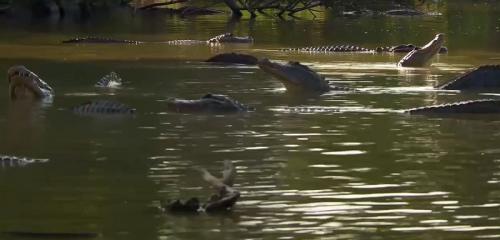 air boats everglades