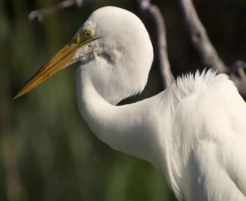 airboat everglades tour