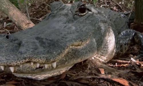 airboat in everglades