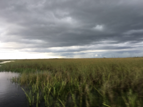 airboat in everglades