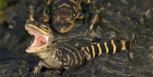 airboat in everglades baby gator