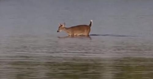airboat in everglades miami