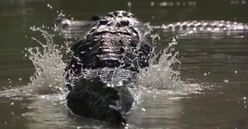 airboat in everglades private tours miami
