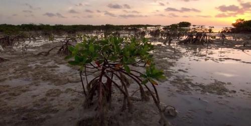 airboat in everglades sunrise