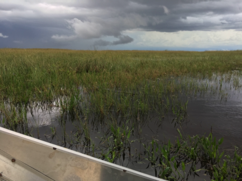 airboat ride miami florida 1