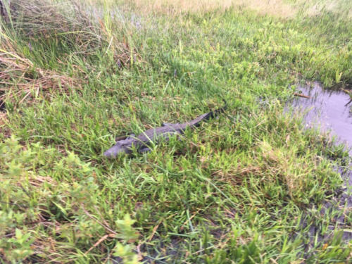 airboat ride miami florida 11