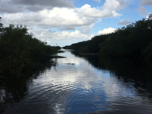 airboat ride miami florida 5