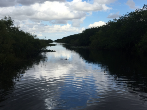 airboat ride miami florida 6