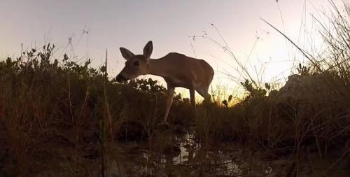 airboat rides everglades