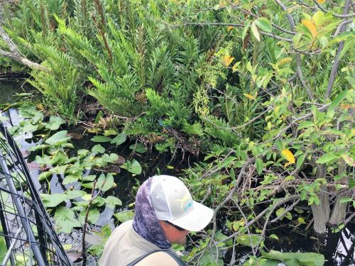 airboat rides in the everglade
