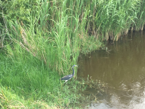 airboat tour everglades