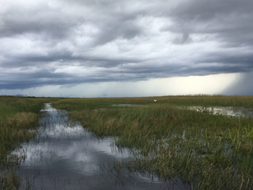 airboat tours near miami 5