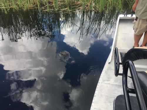 best airboat tour24