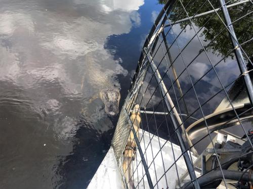 best airboat tour4