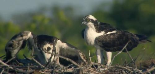 best everglades airboat tours