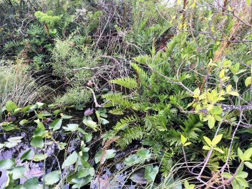 best everglades airboat tours tripadvisor