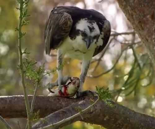 everglade airboat tours