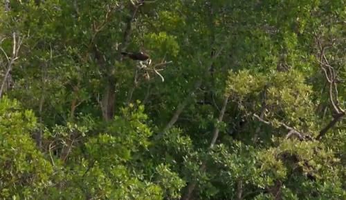 everglade boat tours