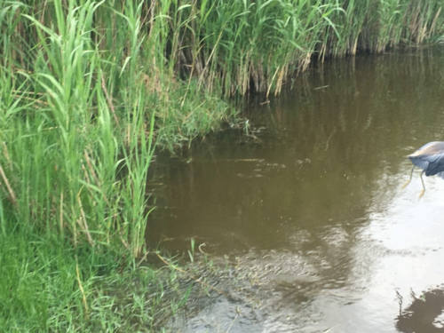 everglade boat tours