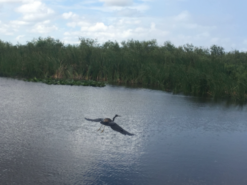 everglade tours miami